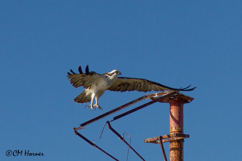 4867 Osprey.jpg
