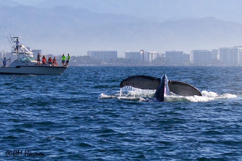 4902 Humpback Whale.jpg