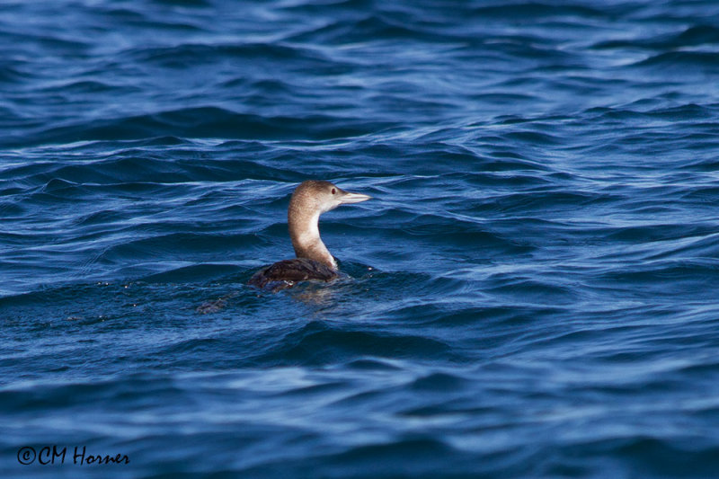 4949 Common Loon.jpg