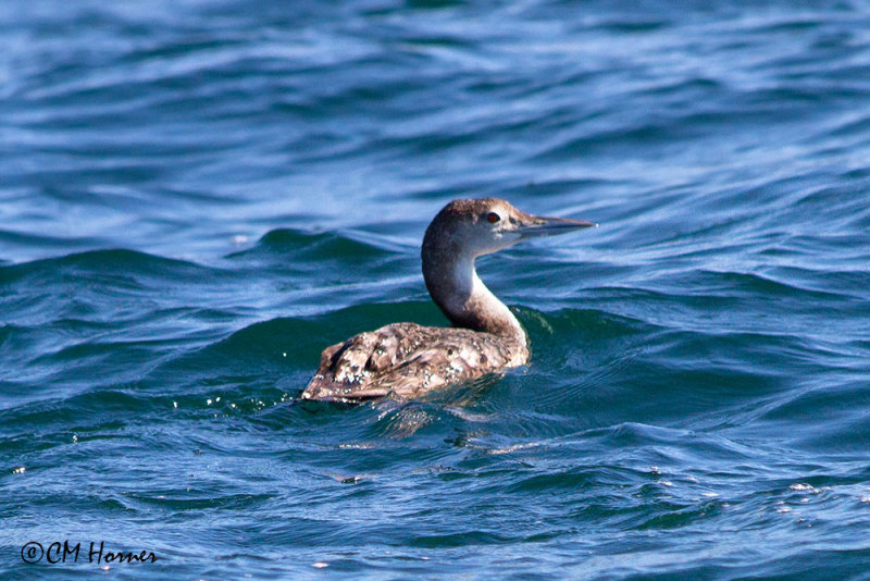 4956 Common Loon.jpg
