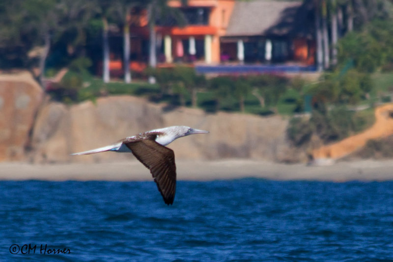 4999 Blue-footed Booby.jpg