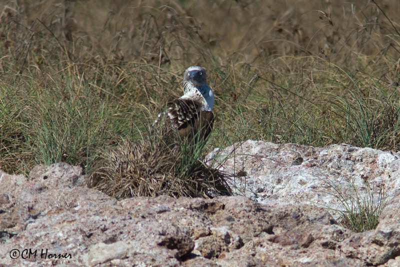 5023 Blue-footed Booby.jpg