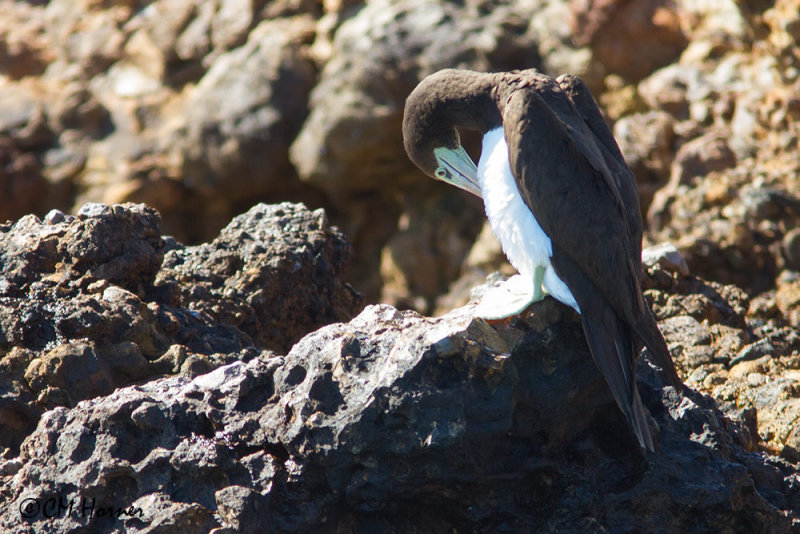 5038 Brown Booby.jpg