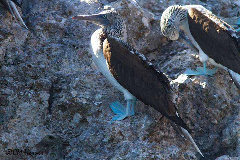 5087 Blue-footed Boobies.jpg