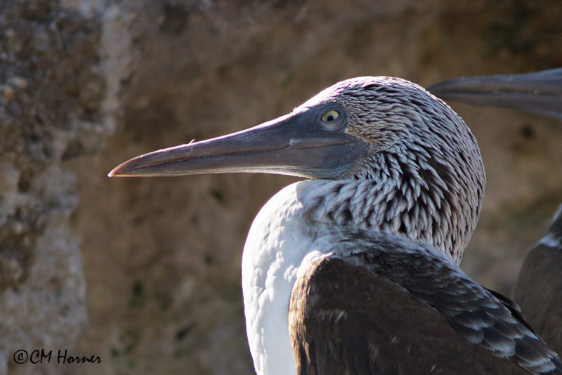 5095 Blue-footed Booby.jpg