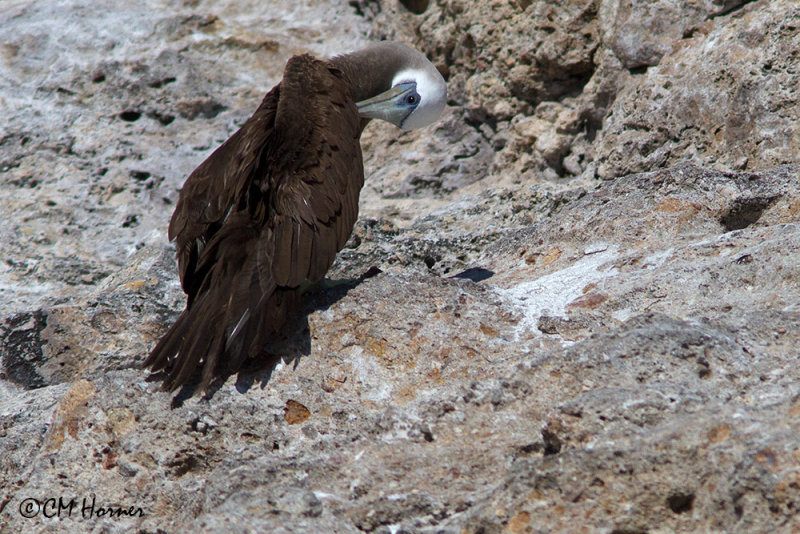 5137 Brown Booby.jpg
