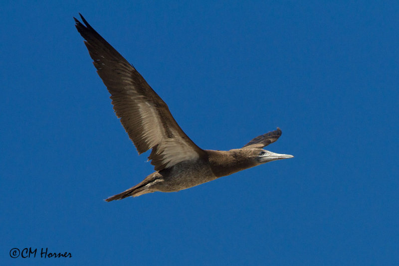 5147 Brown Booby.jpg
