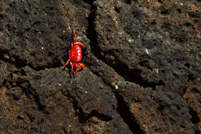 5171 Crab sp.jpg