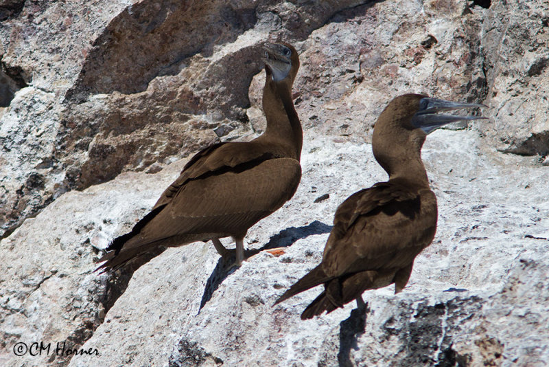 5193 Brown Boobies juvenile.jpg