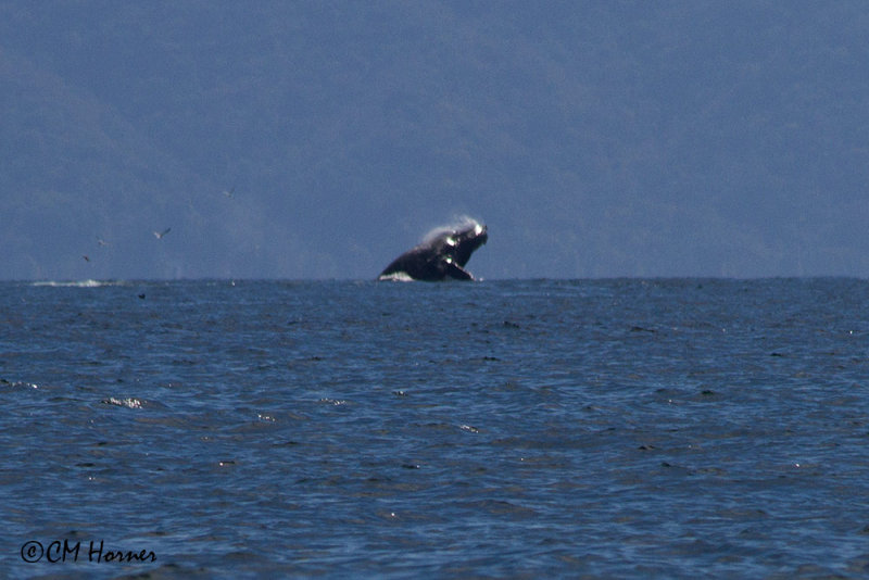 5305 distant Humpback breaching.jpg