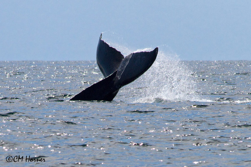 5313 Humpback Whale.jpg