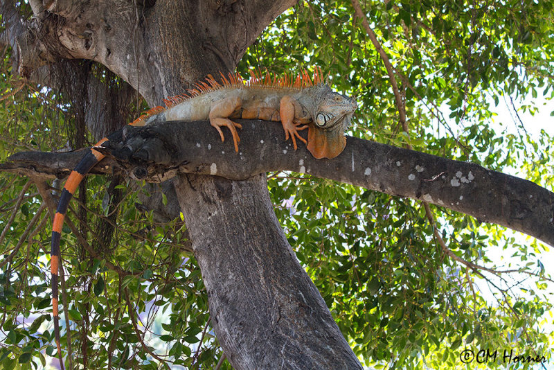 5325 Green Iguana.jpg