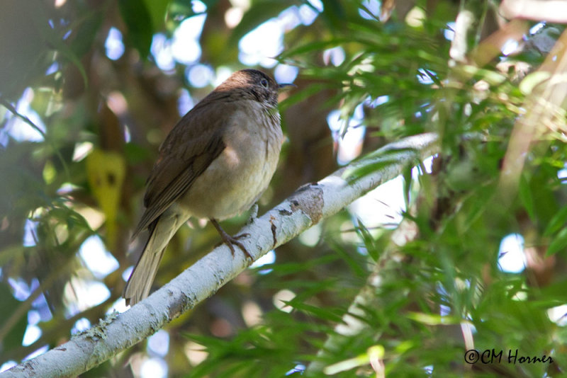 5498 White-throated Thrush..jpg