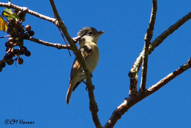 5538  Rose-throated Becard  female.jpg