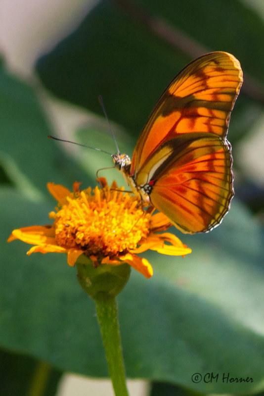 5559 Julia butterfly.jpg