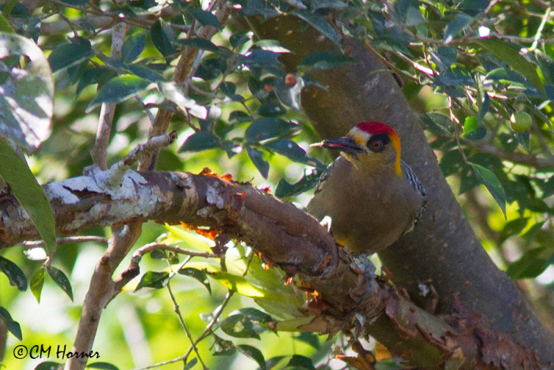 5620 Golden-cheeked Woodpecker.jpg