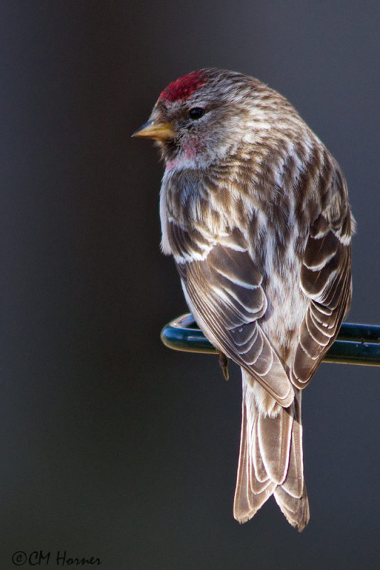 5789 Common Redpoll.jpg