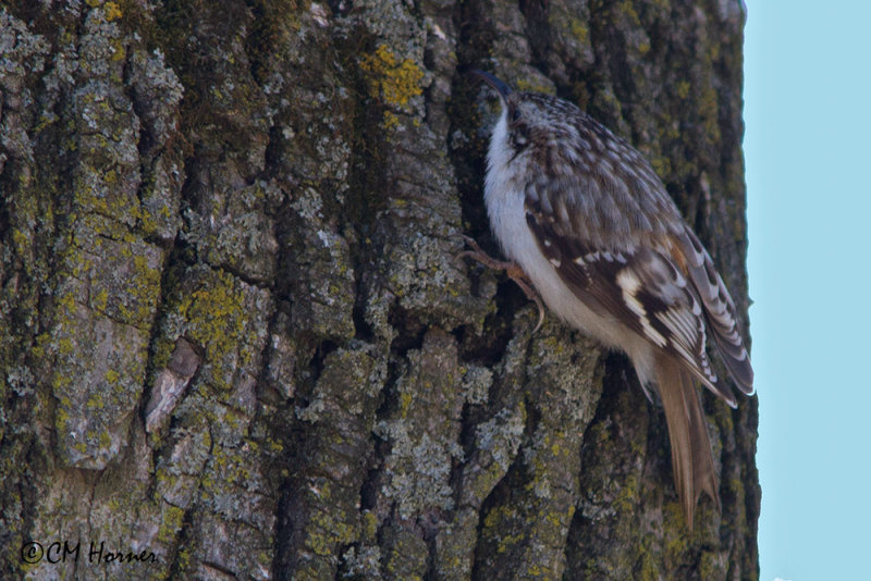 5849 Brown Creeper.jpg