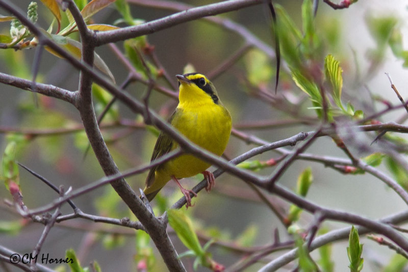 7889 Kentucky Warbler.jpg
