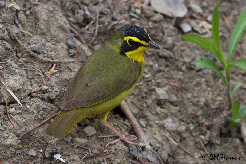 7951 Kentucky Warbler.jpg
