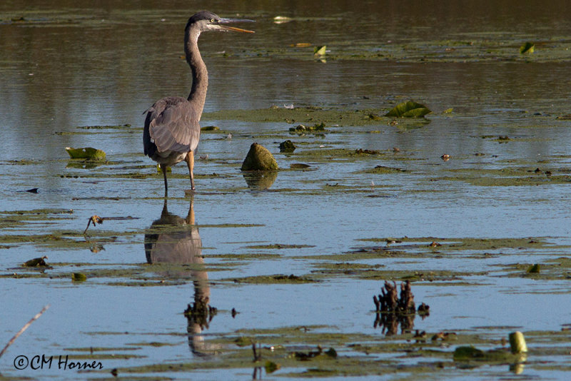 8365 Great Blue Heron.jpg