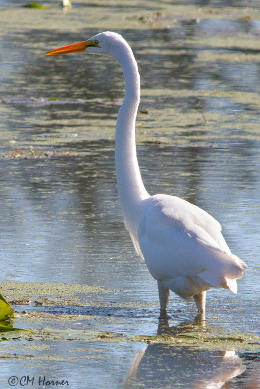 8411 Great Egret.jpg
