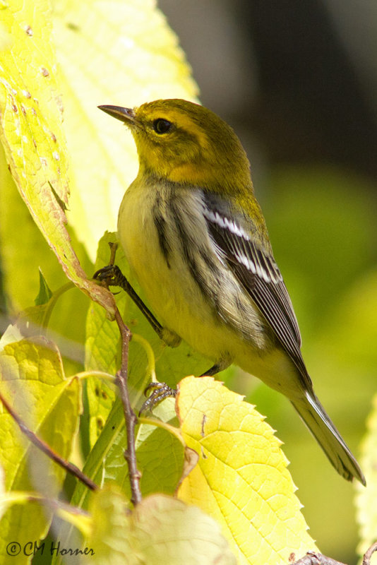 8632 Black-throated Green Warbler.jpg