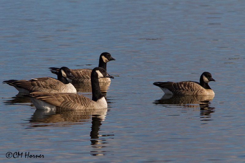 8844 Canada and Cackling Geese.jpg