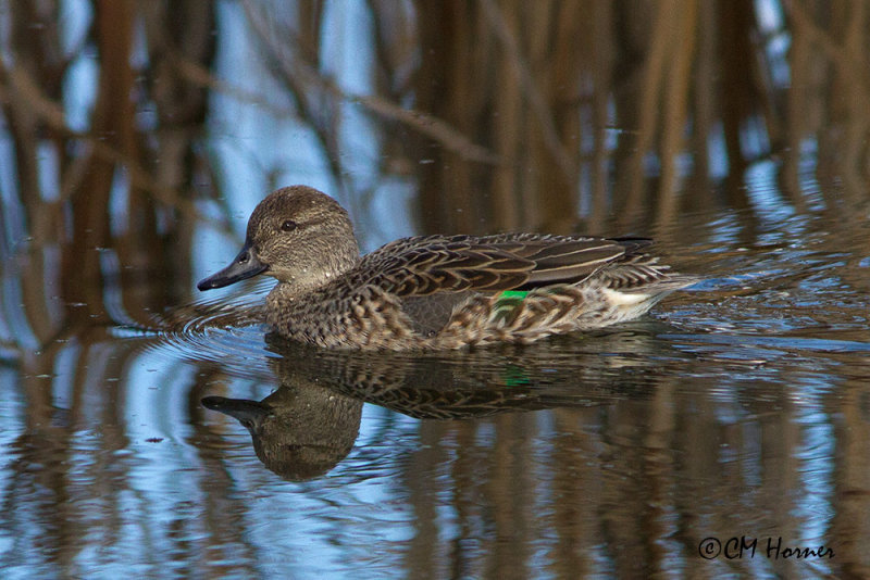 8860 Green-winged Teal hen.jpg
