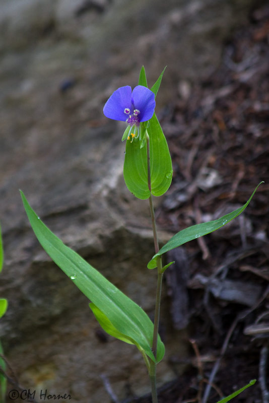 5966 Day Flower Commelina sp.jpg