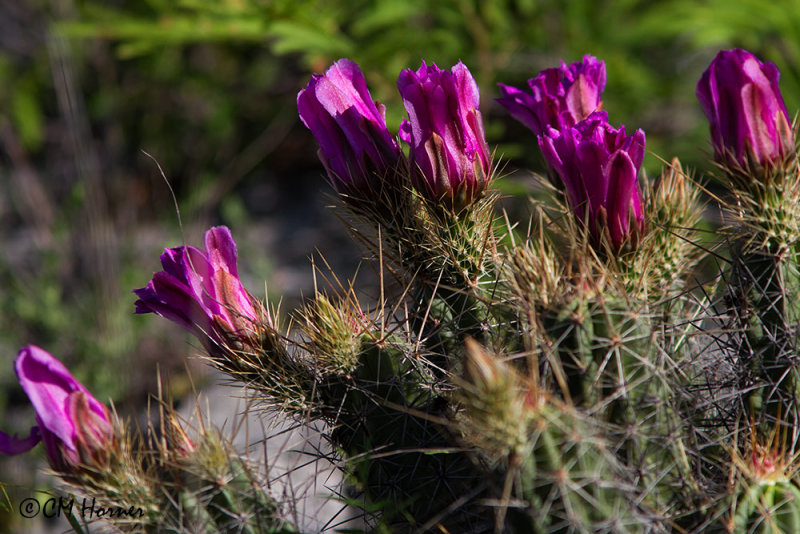 6576 Cactus.jpg