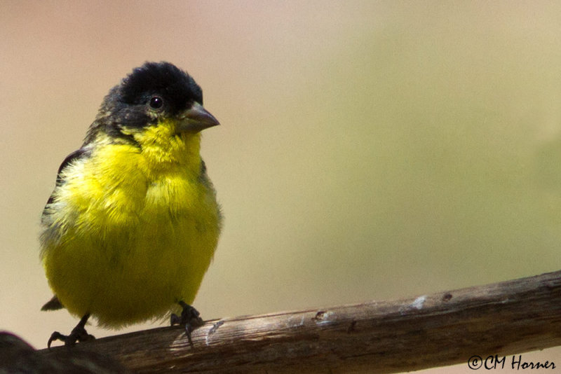 6662 Lesser Goldfinch male.jpg