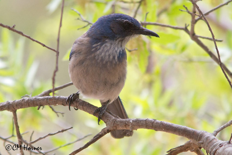 6685 Western Scrub Jay.jpg