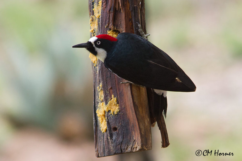 6712 Acorn Woodpecker.jpg