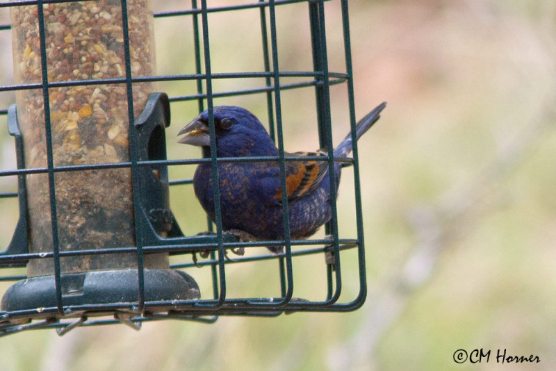 6723 Blue Grosbeak.jpg