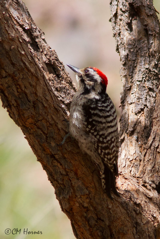 6765 Ladder-backed Woodpecker.jpg