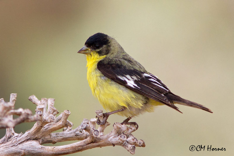 6799 Lesser Goldfinch.jpg