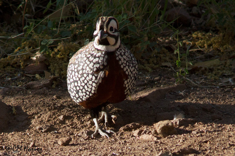 6905 Montezuma Quail.jpg
