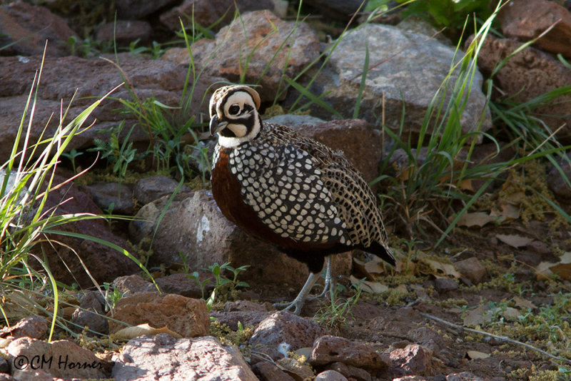 6947 Montezuma Quail.jpg