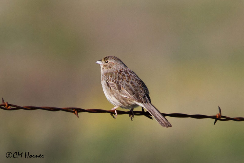 6992 Cassins Sparrow.jpg