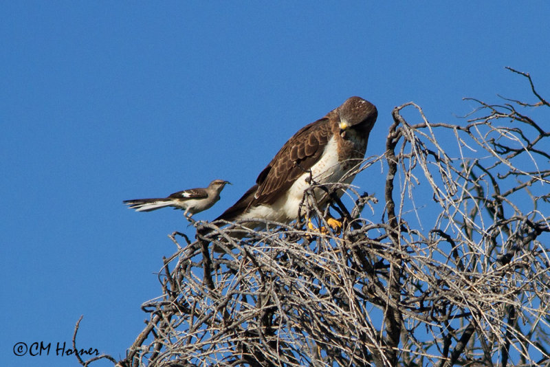 7714 Northern Mockingbird mobbing Swainsons Hawk.jpg