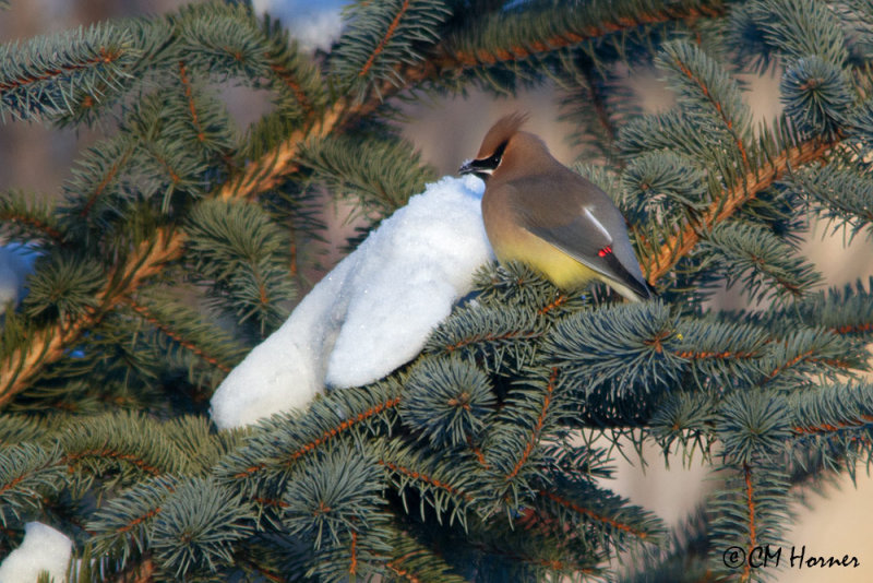 9076 Cedar Waxwing eating snow.jpg