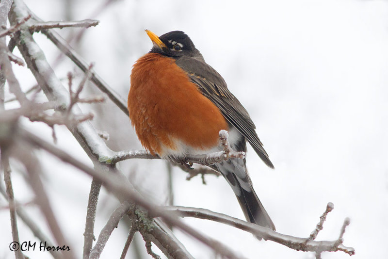 9171 American Robin.jpg