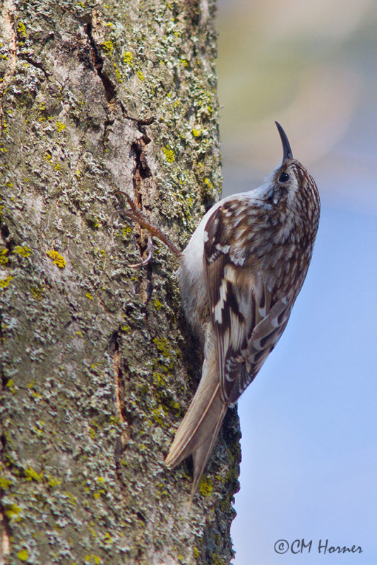 9355 Brown Creeper.jpg