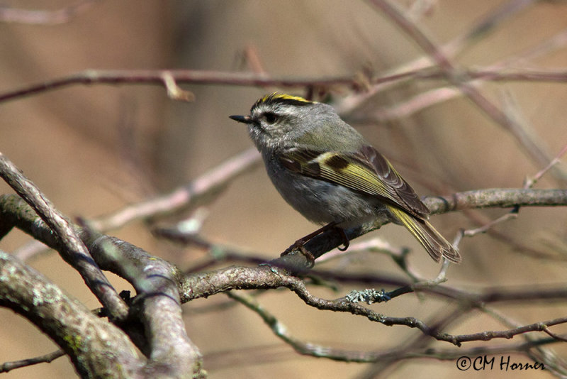 9412 Golden-crowned Kinglet.jpg
