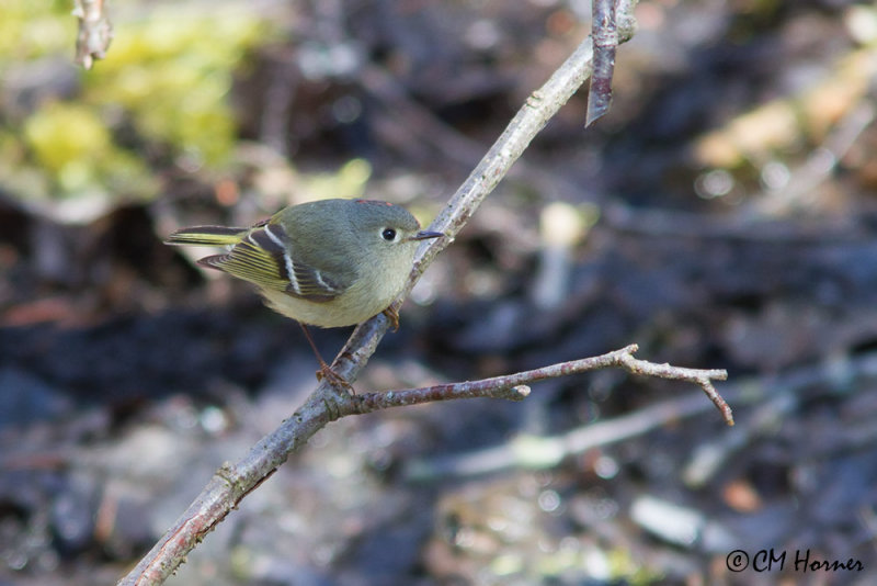 9433 Ruby-crowned Kinglet.jpg