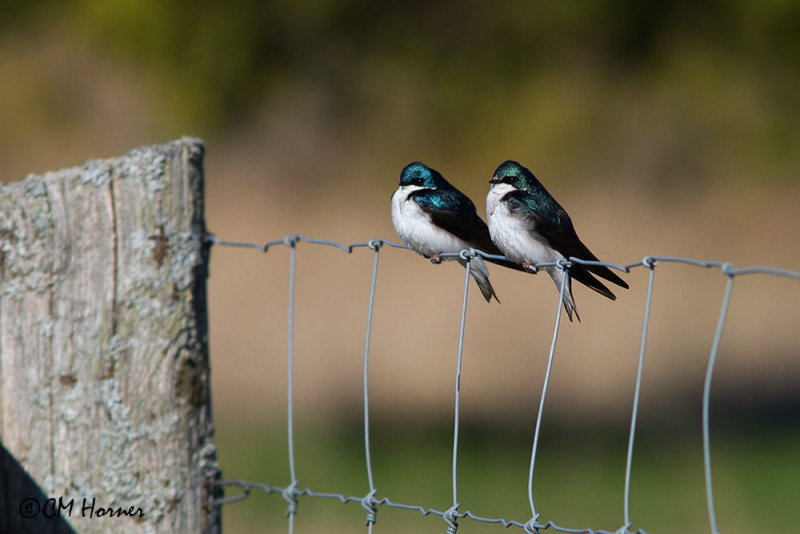 9505 Tree Swallows.jpg