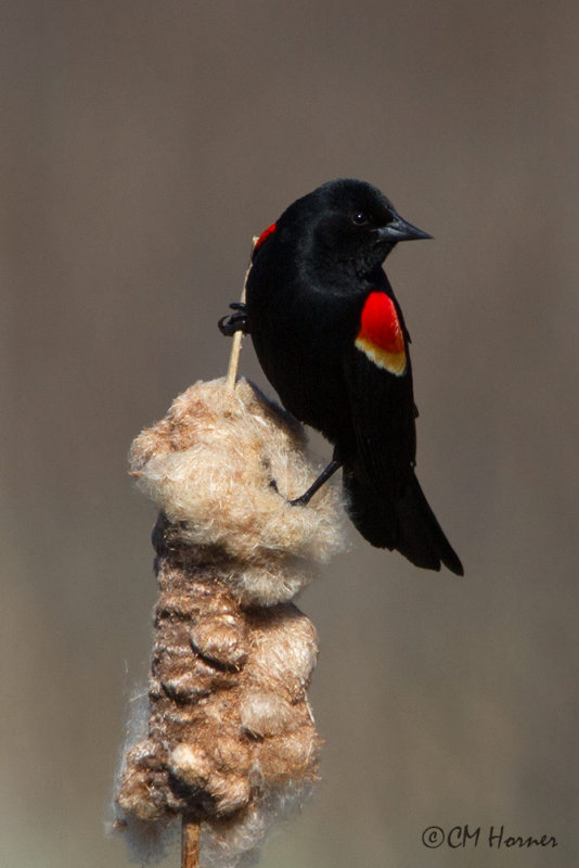 9587 Red-winged Blackbird.jpg