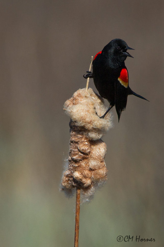 9594 Red-winged Blackbird.jpg