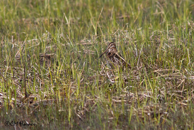 9659 Wilsons Snipe.jpg